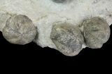 Multiple Fossil Sea Urchin (Hemiaster) Plate - Texas #136966-3